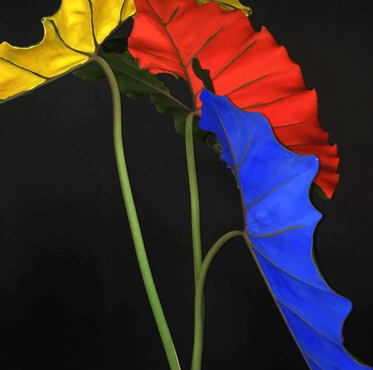 Multi colored taro leaves